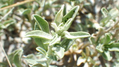Atriplex gardneri