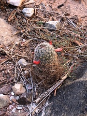 Mammillaria grahamii
