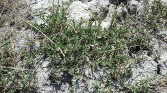 Atriplex gardneri