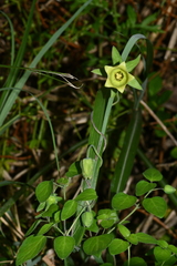 Codonopsis kawakamii