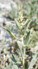 Atriplex gardneri