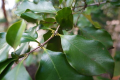 Coffea mauritiana