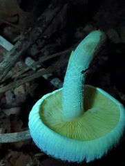 Hypsizygus