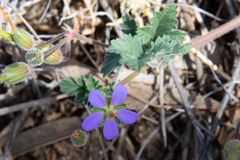 Erodium crinitum