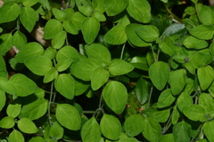 Codonopsis kawakamii