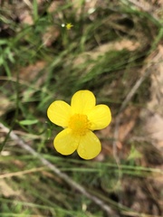 Ranunculus lappaceus