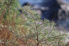 Lupinus arboreus