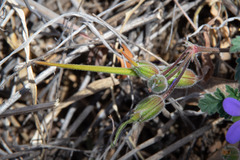 Erodium crinitum