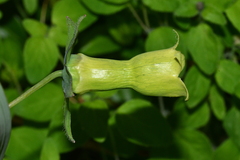 Codonopsis kawakamii
