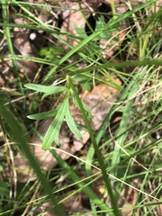 Ranunculus lappaceus