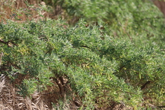 Lupinus arboreus