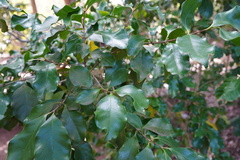 Coffea mauritiana