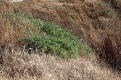Lupinus arboreus
