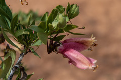 Eremophila maculata
