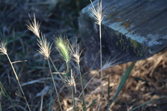 Hordeum murinum