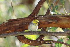 Setophaga occidentalis