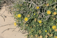 Conicosia pugioniformis