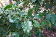 Coffea mauritiana