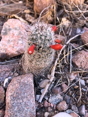 Mammillaria grahamii