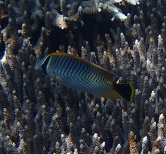 Chaetodon trifascialis