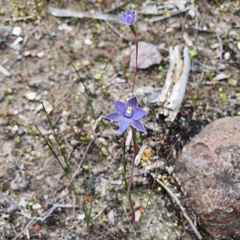 Thelymitra pauciflora