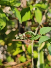 Oxyopes shweta