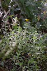 Heterotheca mucronata