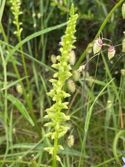 Microtis arenaria