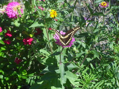 Heraclides cresphontes