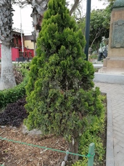 Platycladus orientalis