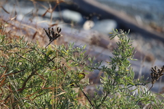 Lupinus arboreus