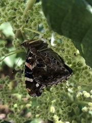 Vanessa indica