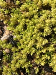 Nyholmiella obtusifolia