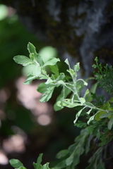 Heterotheca mucronata