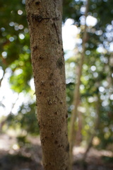 Coffea mauritiana