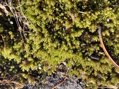 Nyholmiella obtusifolia