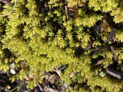 Nyholmiella obtusifolia