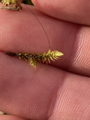 Nyholmiella obtusifolia