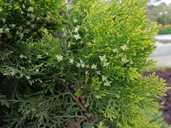 Platycladus orientalis