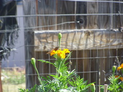 Danaus plexippus