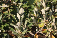 Salix hookeriana