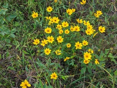 Bidens aristosa