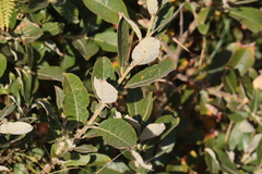 Salix hookeriana