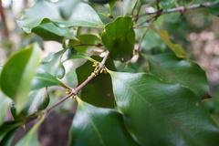 Coffea mauritiana