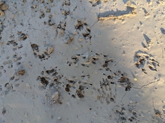 Otospermophilus beecheyi