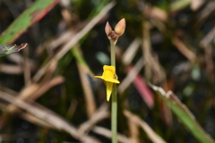 Utricularia bifida
