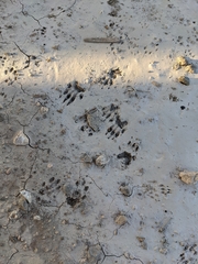 Otospermophilus beecheyi