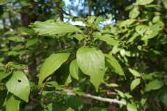 Hibiscus boryanus