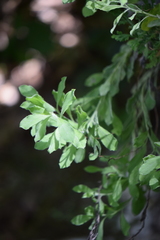 Heterotheca mucronata