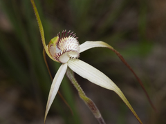 Caladenia venusta